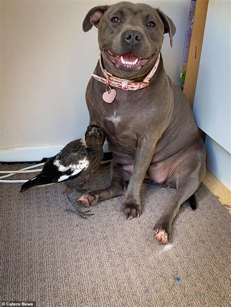 blue staffy and magpie